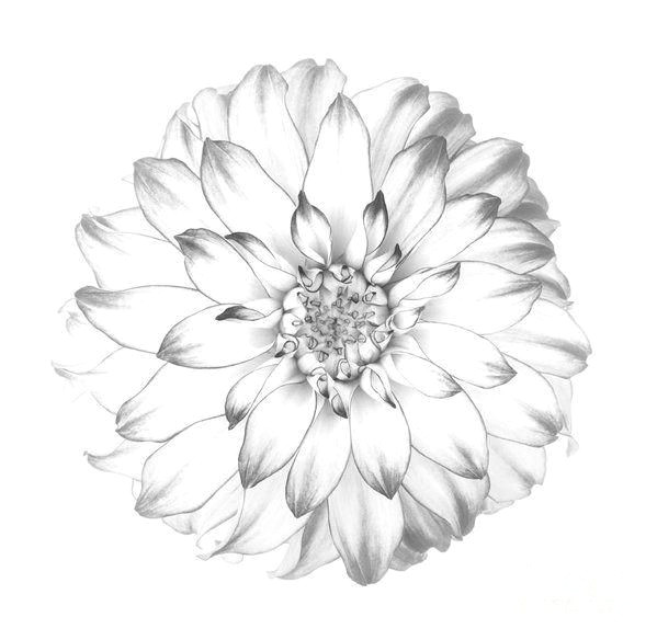 dahlia print featuring the photograph dahlia flower as drawing in black and white by rosemary