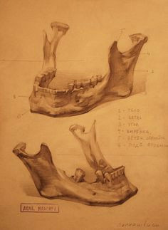 human anatomy 27 by on deviantart dennis delarosa a skulls and dead things