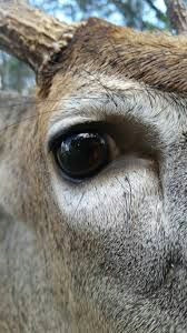 image result for deer eye close up