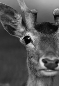 deer eyes a faucethead creative photo friday faucethead blog via tracif wildlife photography