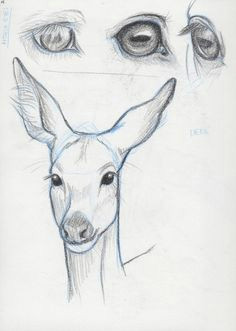 horse eyes deer face study