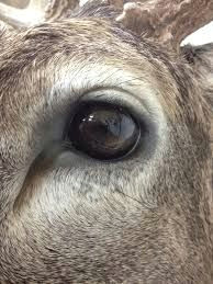 whitetail deer eyes whitetaildeerimages