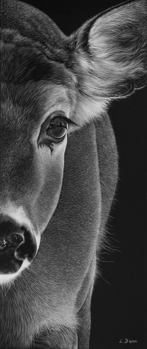 mammals more drawing pinterest scratchboard scratchboard art and pencil art