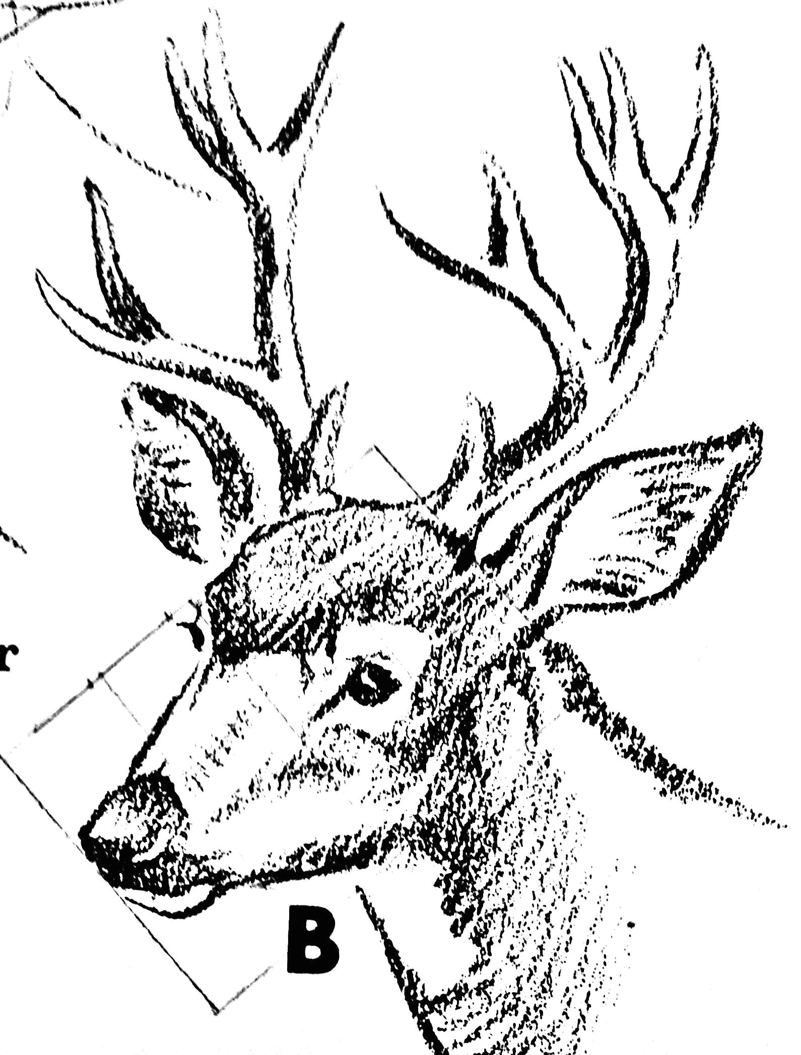 animal drawings moose art pieces deer artworks sketches of animals