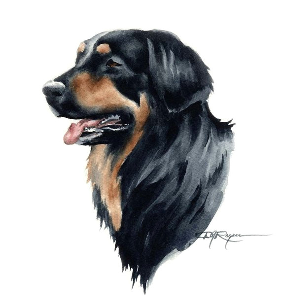 hovawart dog art print signed by artist dj rogers