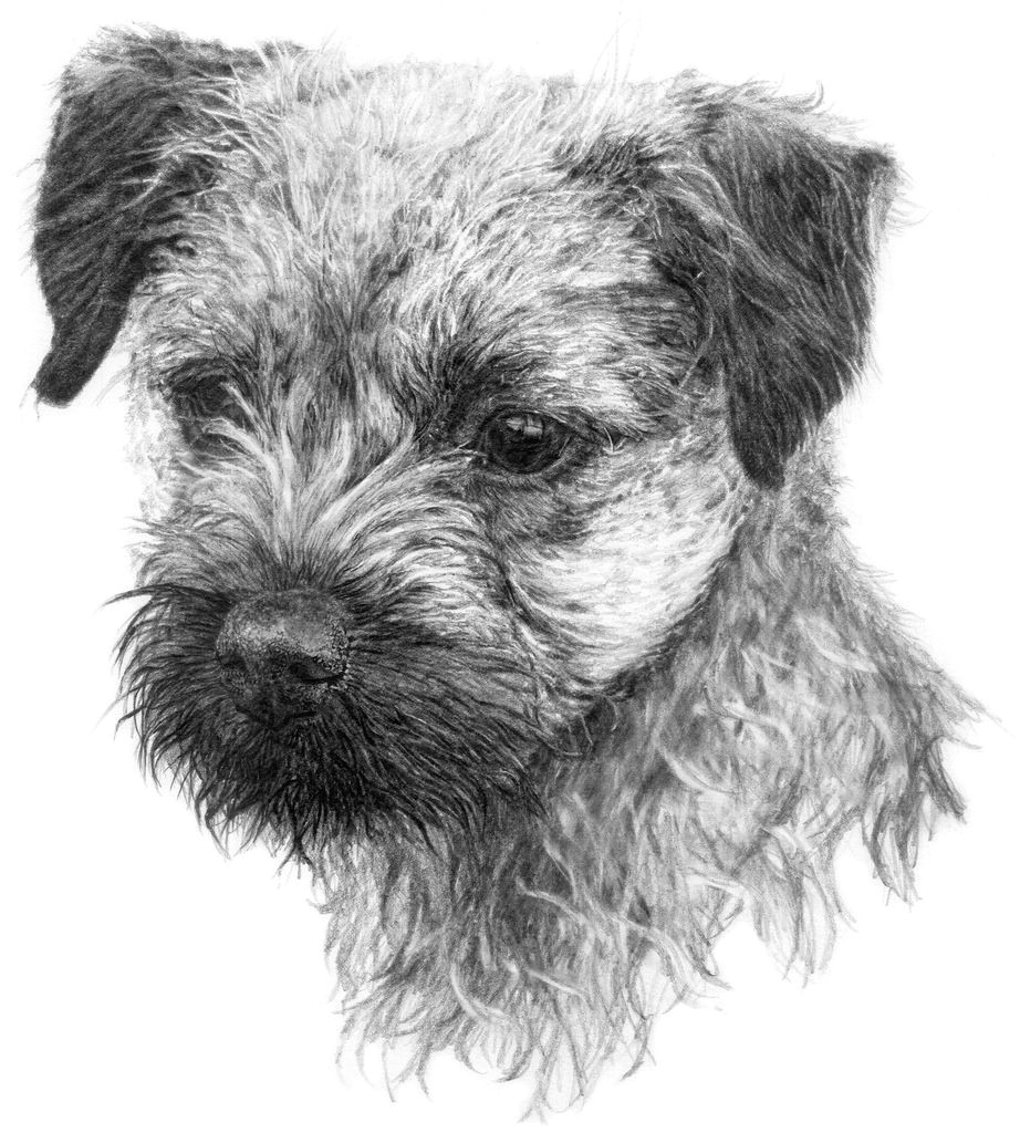 image result for graphite drawing dog border terrier