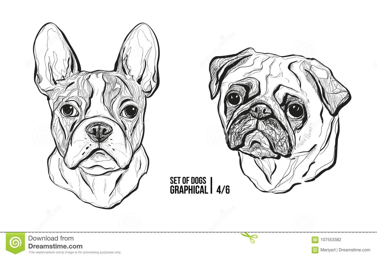 set of dogs breeds french bulldog and pug graphical vector illustration