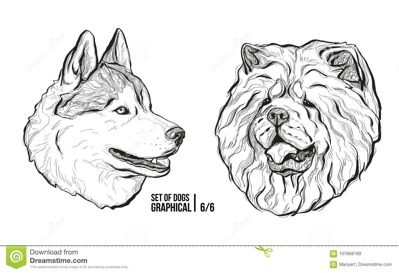 set of dogs breeds husky and chow chow graphical vector illustration