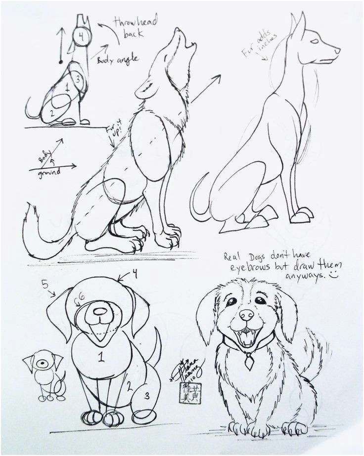 how to draw a dog yahoo image search results learn to draw pinterest