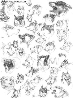 dog head studies