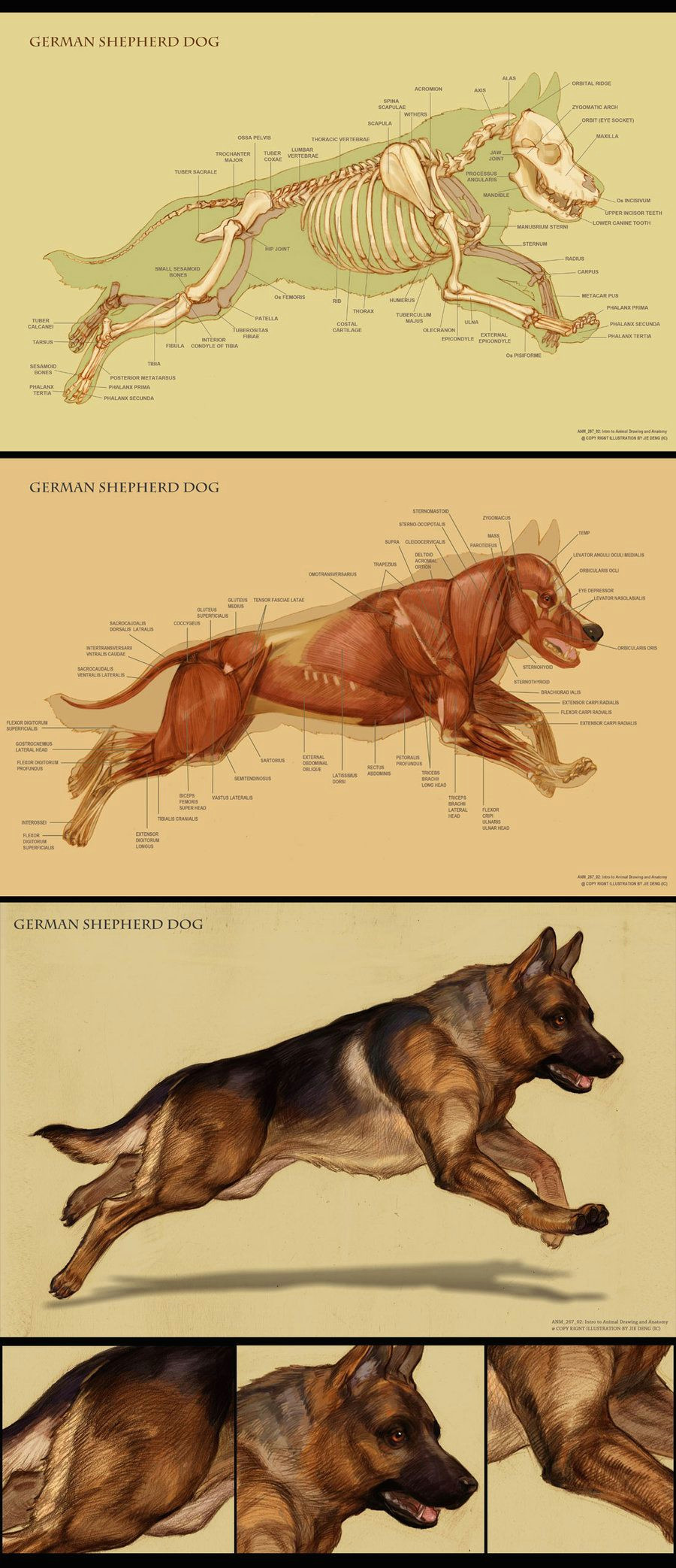 dog anatomy by ic ico more