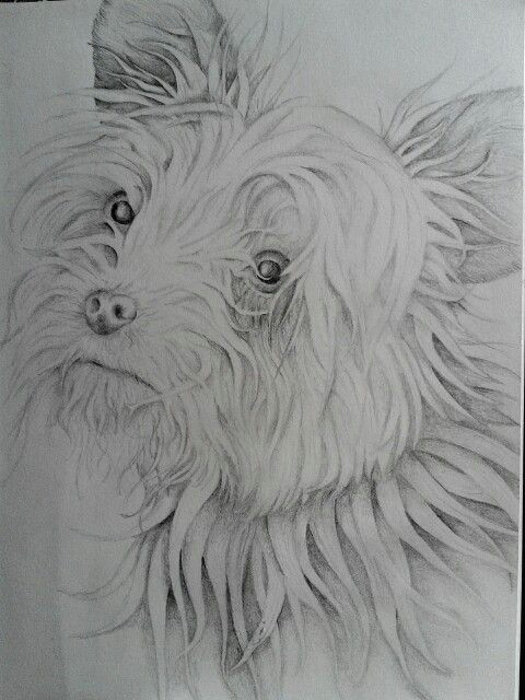 pencil dog sketch