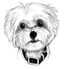 maltese puppy drawing google zoeken tap the pin for the most adorable pawtastic fur