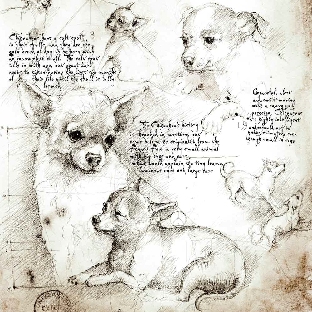 chihuahua study a full size da vinci style drawing chihuahua itsadogslife