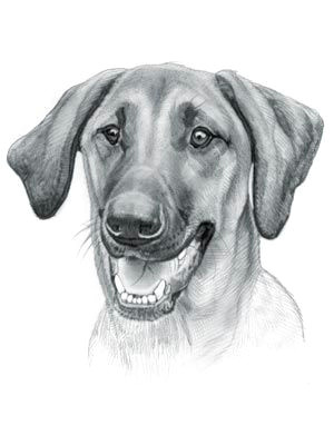 redbone coonhound dog redbone coonhound dog drawings dog names dog portraits dog