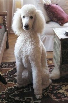 front view a curly coated white standard poodle dog sitting on a rug looking forward there is a wooden chest to the right of it and a chair to the left