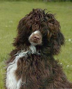 doreen john barton and jayne johns portuguese water dog gemson symphony among auldhelm