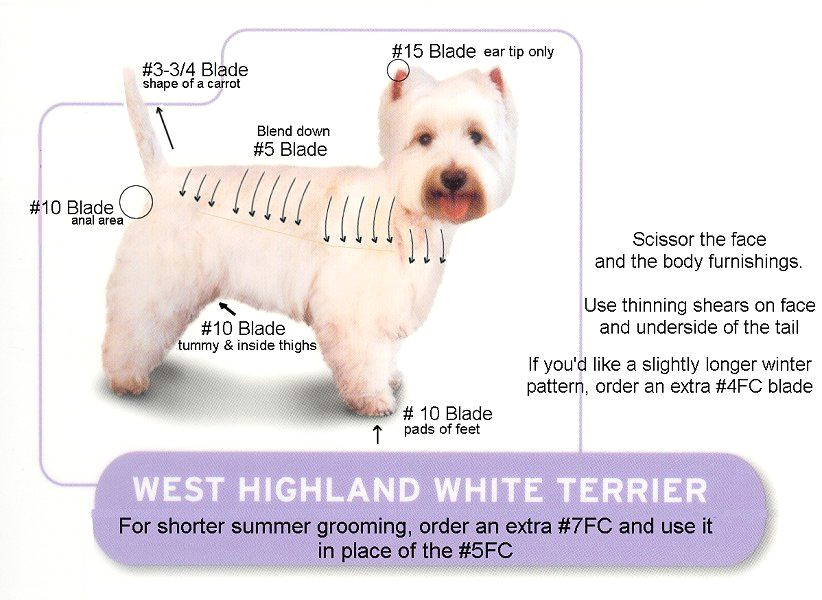westie grooming chart westie kit groom your westie like a professional we also recommend the