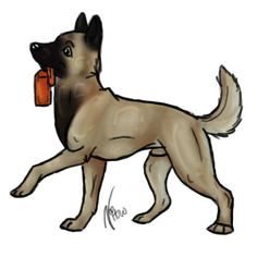 belgian malinois