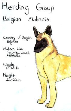 belgian malinois except my 9mo old dutch weighed in last week at