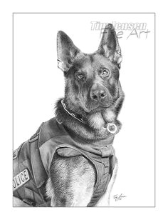 german shepherd police dog ready for action print of a realistic pencil drawing titled ronin starts at 5 x 7 inch by timjensenfineart on etsy