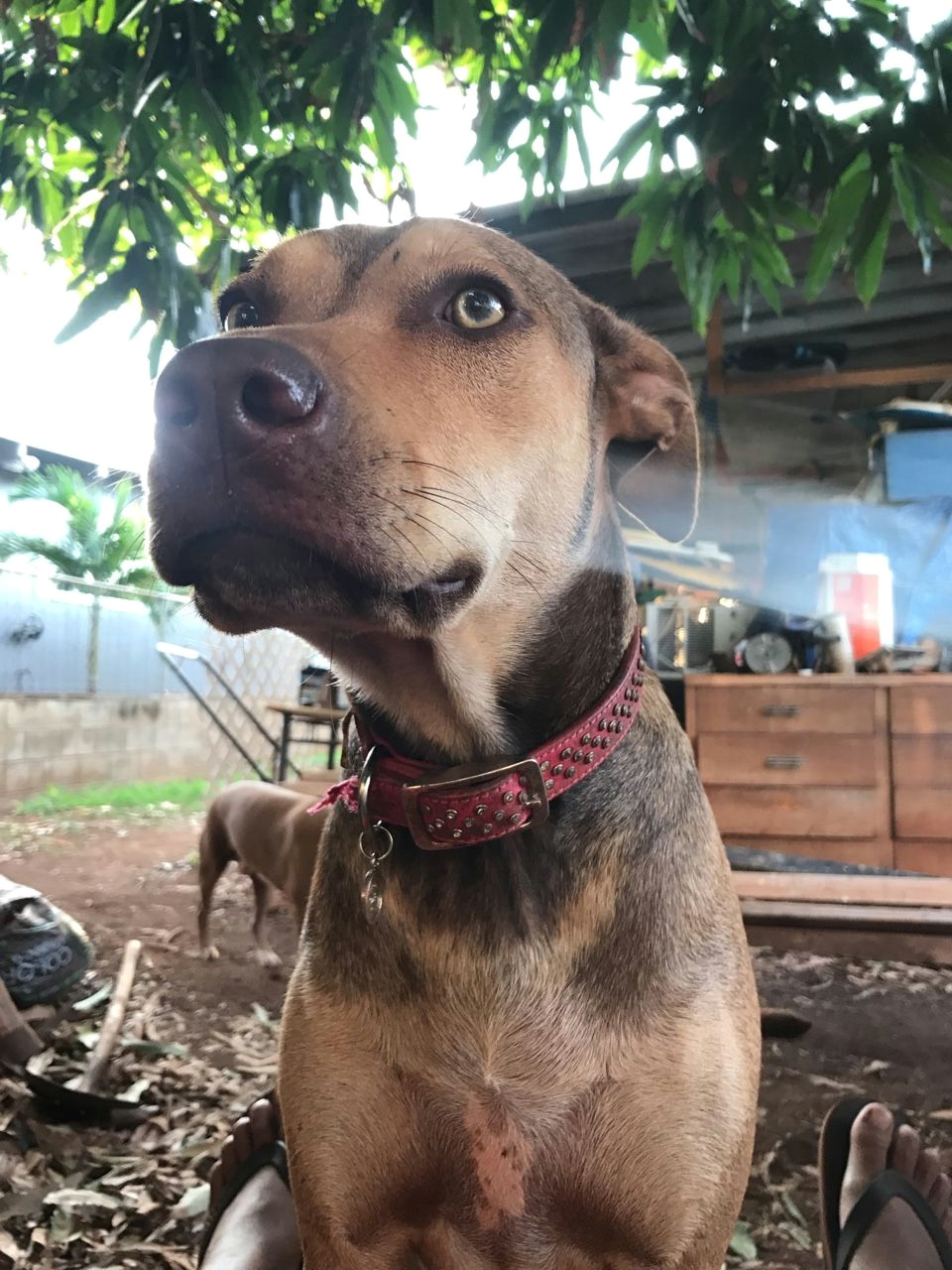 a belgian malinois x pit bull half breed