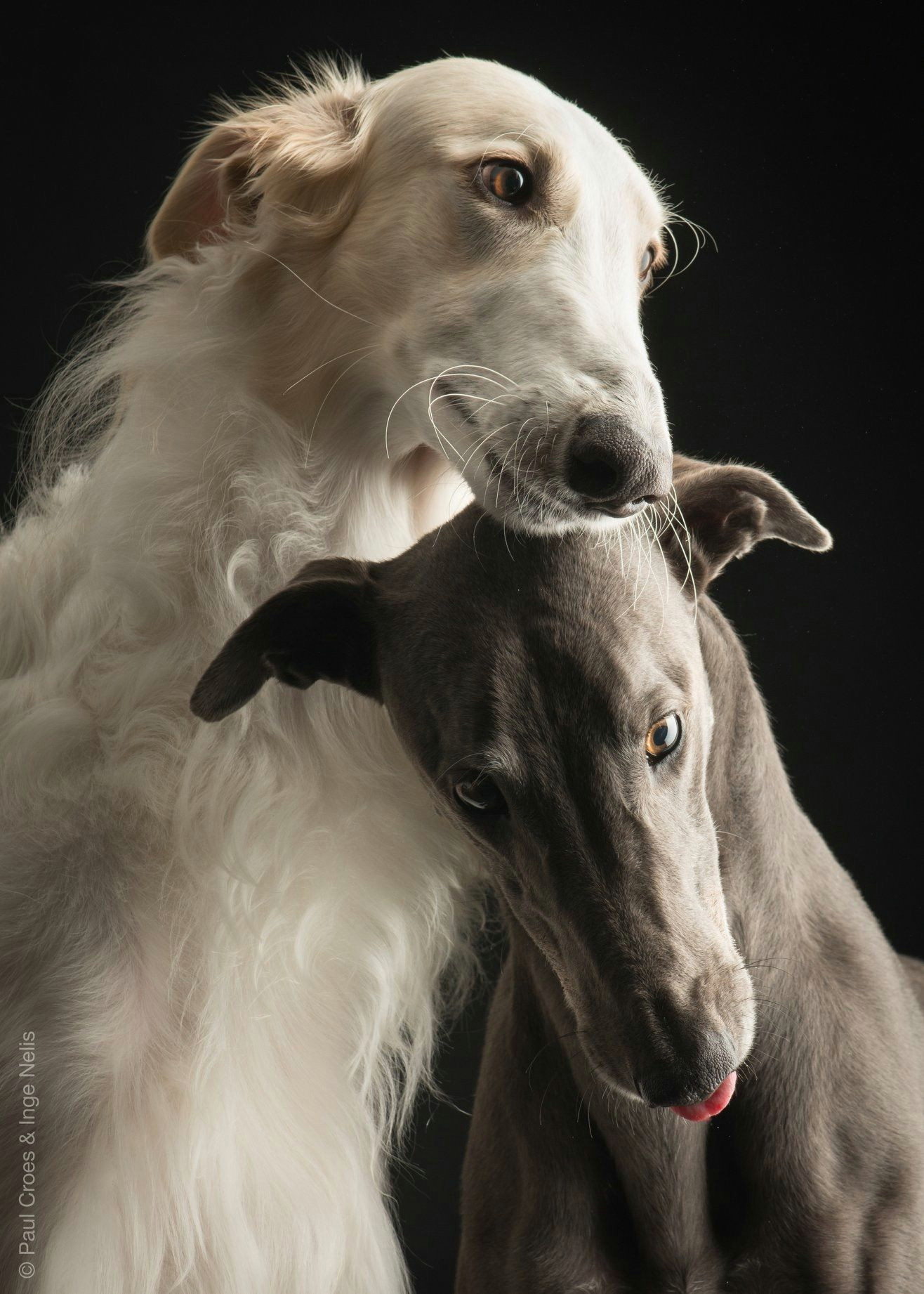 greyhound pictures dog day afternoon russian wolfhound fox dog lurcher realistic