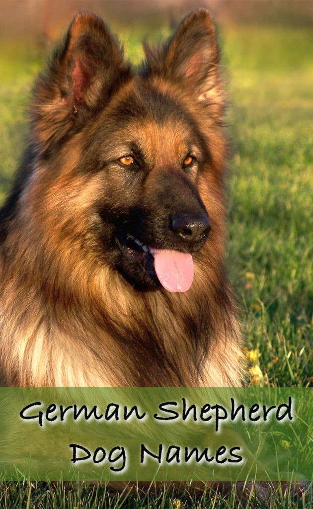 good german shepherd dog names