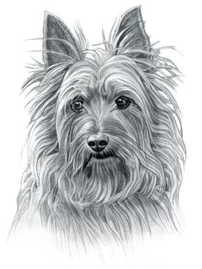 terrier dog breeds terriers australian terrier dog names dog drawings animals