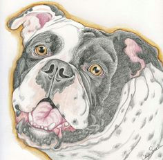 old english bulldog pet dog art original pencil drawing carla smale bobbysbears realism