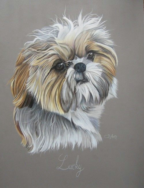 shih tzu pastels chien shih tzu shih tzu dog shih tzus portraits