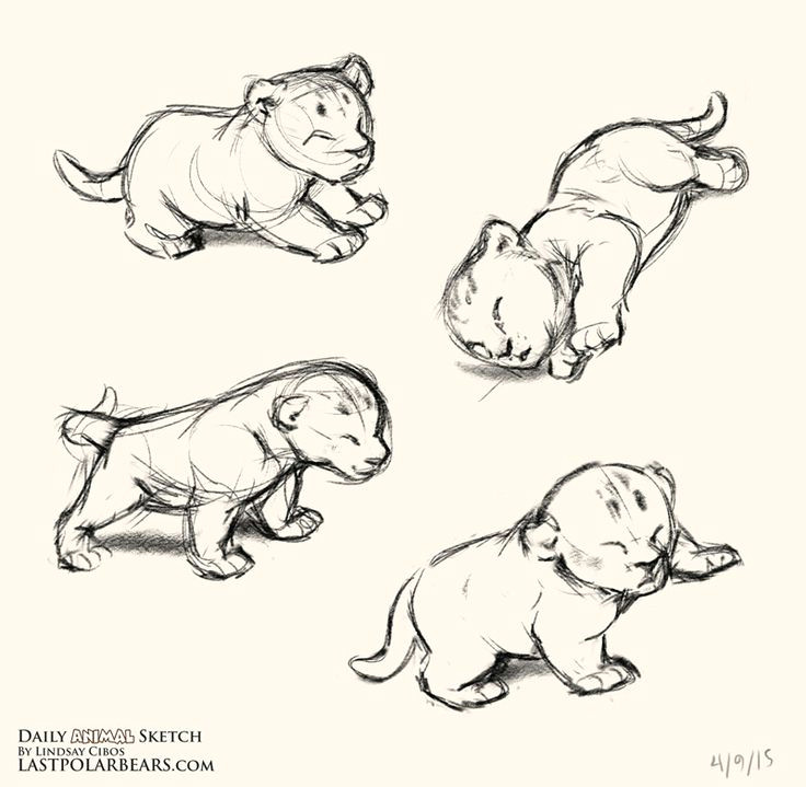 daily animal sketch lion cubs last of the polar bears