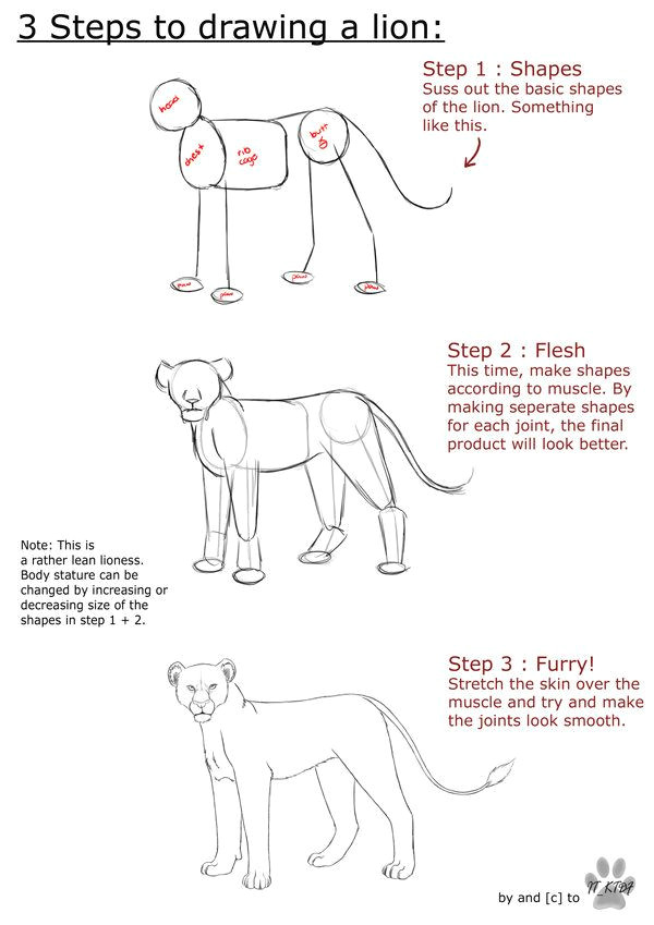 lion anatomy tutorial by it ktdf deviantart com on deviantart