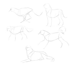 how to draw dogs monika zagrobelna dog anatomy animal anatomy how to draw