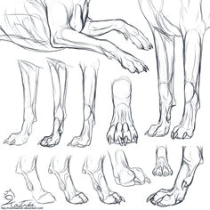 study canine forepaws