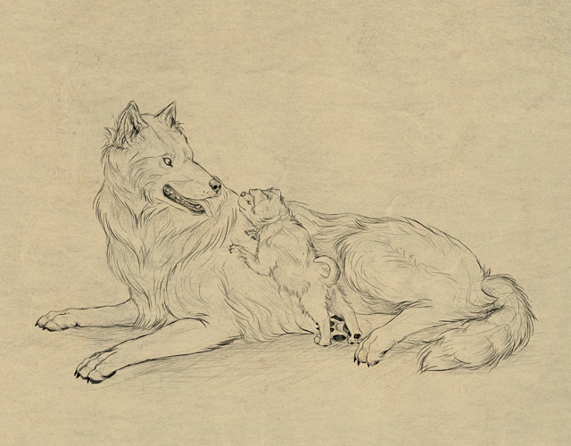 how to draw animals dogs and wolves and their anatomy design amp