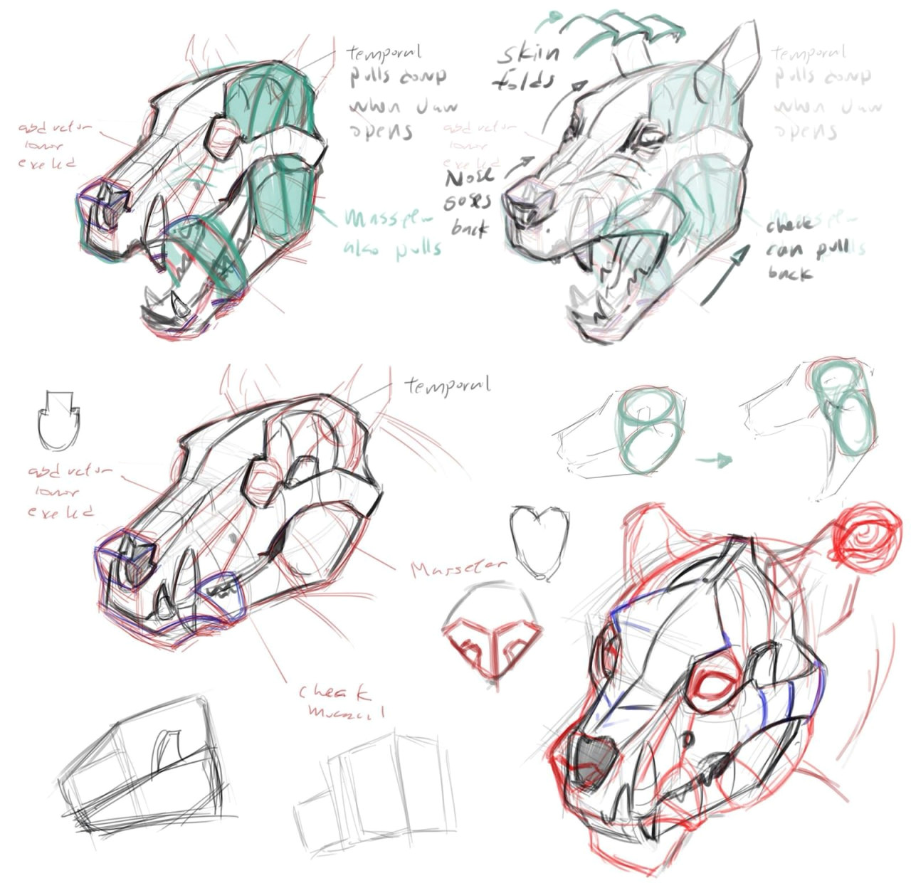 back to dog anatomy drawing