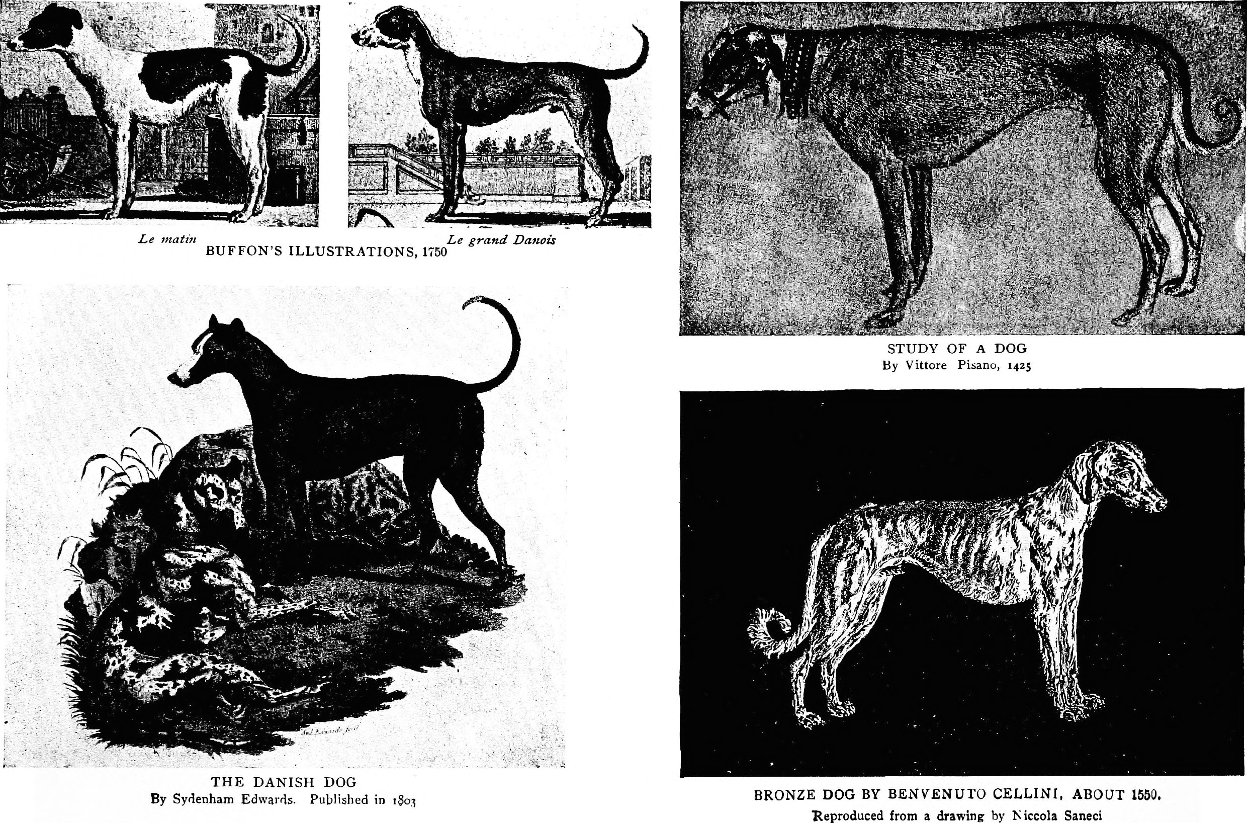 file the dog book a popular history of the dog with practical information as to care and management of house kennel and exhibition dogs