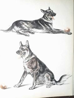 german shepherd dog art print by diana thorne dog decor for dog lover gift police dog illustration