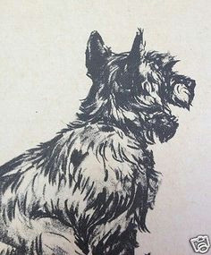 diana thorne scotch terrier 1940 dog print lithograph book plate art australian terrier dog drawings