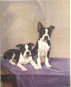 dog art print diana thorne vintage color plate 1932 8 x 10 dog chart vintage