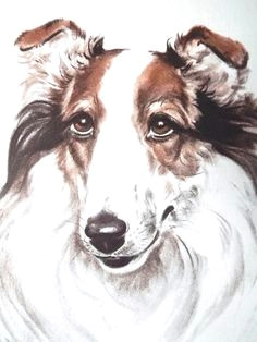 dog portrait dog lover gift dogs diana thorne collie dog art print dog print dog drawing