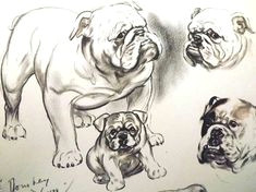 dog art dogs diana thorne dog print english bulldog dog art print dog lover gift dog portrait dog drawing vintage wall art dog wall art