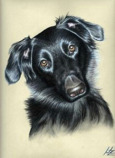 nicole zeug fineartamerica com pencil drawings of animals drawing animals pastel drawing