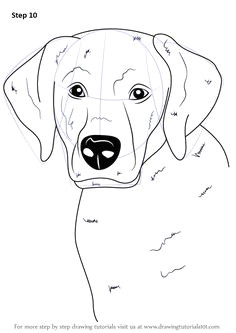 learn how to draw a labrador face farm animals step by step drawing chocolate lab painting