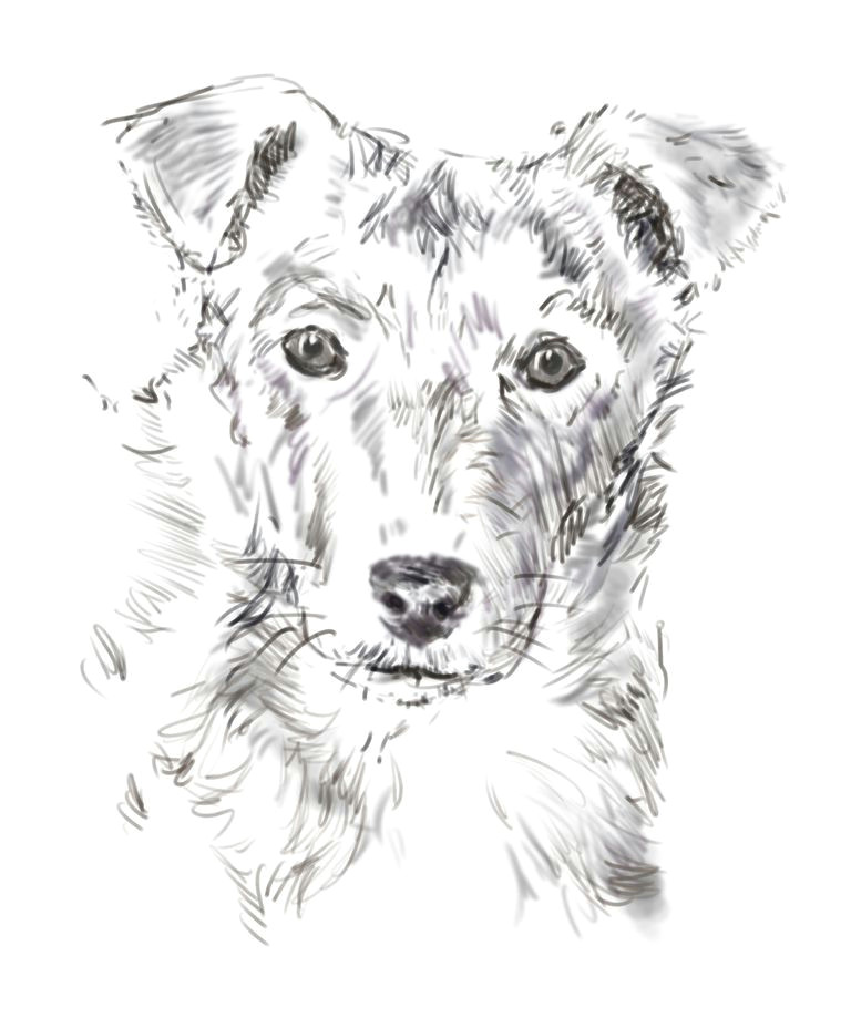 adding fur texture and detail dog paintings drawing tips drawing techniques drawing art
