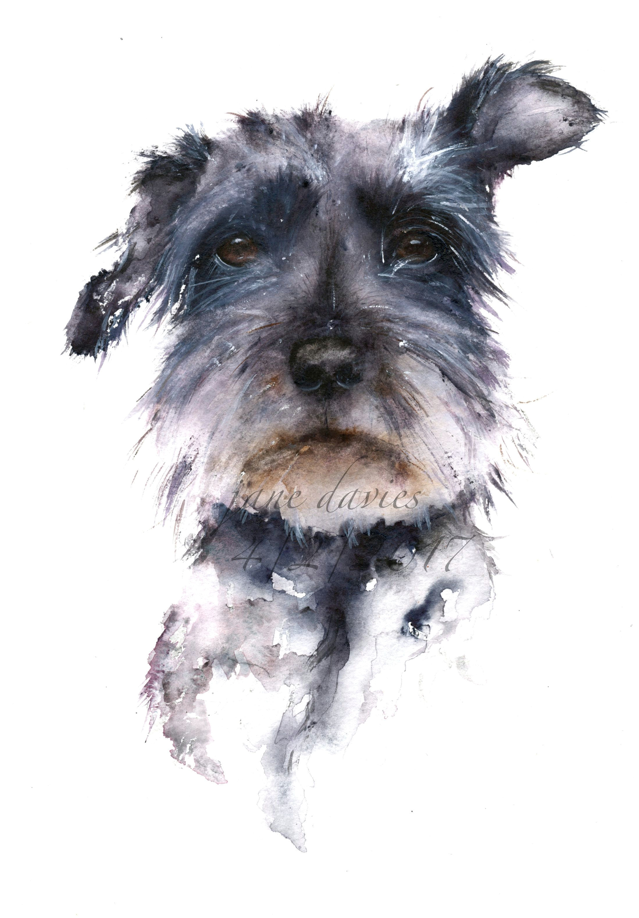 schnauzer painted in watercolour by artist jane davies watercolorarts art aquarelle dog portraits