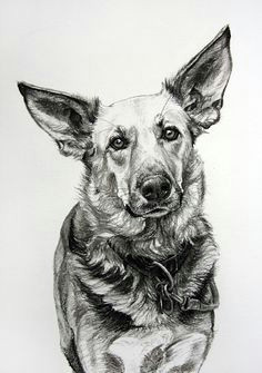dog art by amy little ears 1 2013 charcoal on paper animal drawings
