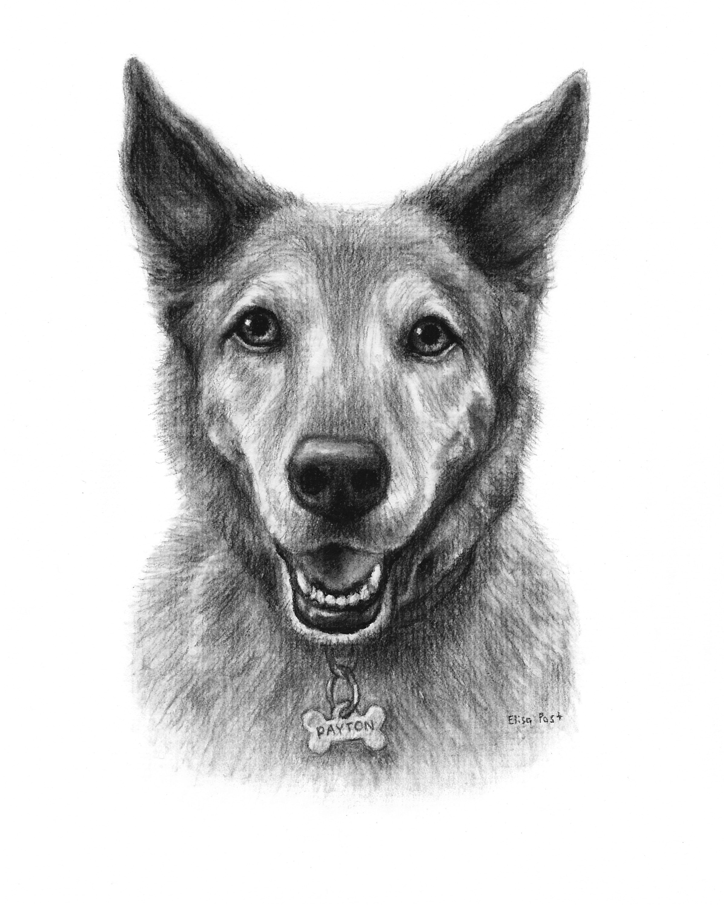 custom dog drawing in charcoal by elisa post view her etsy page here www etsy com shop fineartbyelisa