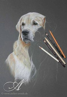 1 000 000 pictures golden retriever portrait drawn with colored pencils on colored paper by atelier arends